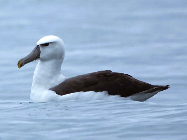 White-capped-albatross-03