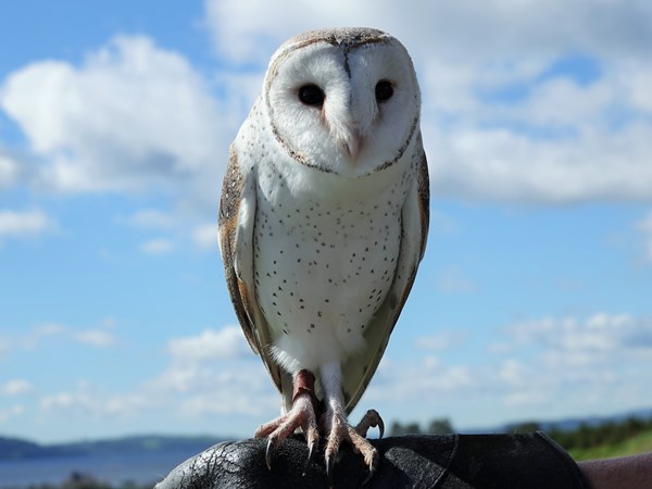 NZ barn owl 01