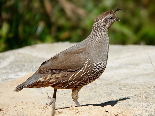 NZ california quail 04