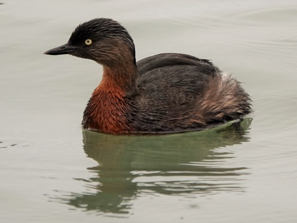 NZ dabchick 06