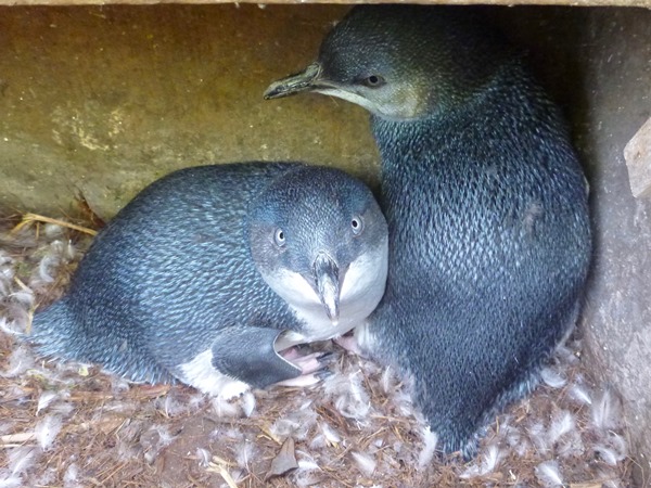 NZ little penguin 04