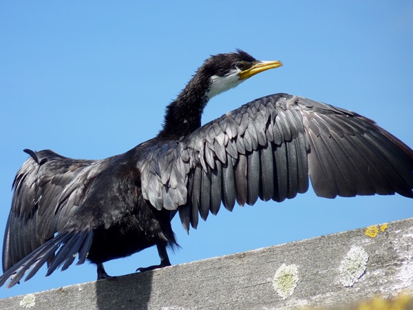 NZ-little pied shag 04