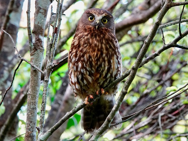 NZ morepork 05
