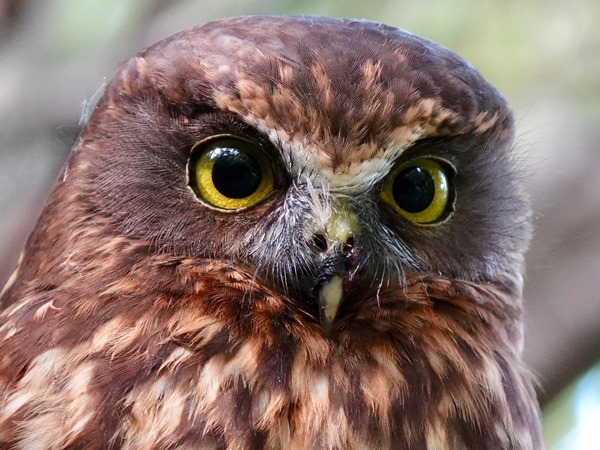 NZ morepork 06