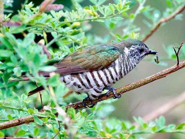 NZ shining cuckoo 05