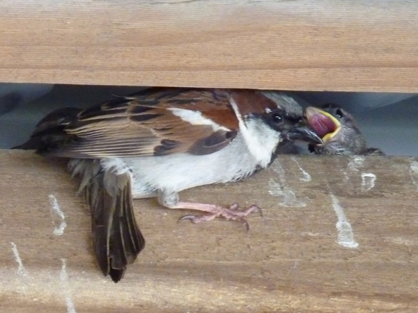 Bird photos NZ sparrow 03