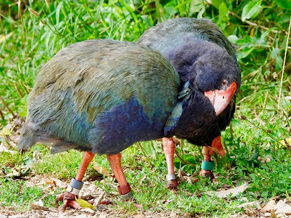 NZ takahe 03