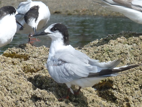 White-fronted-tern-04