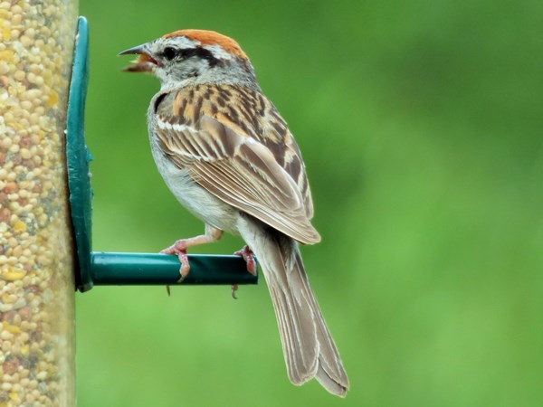 Chipping-sparrow-01