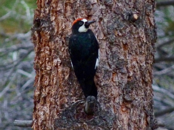 Near Frazier Park, California; July 2012.