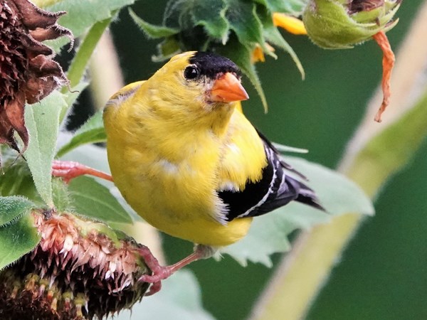 Bird-photos-USA-2022-American-goldfinch-01
