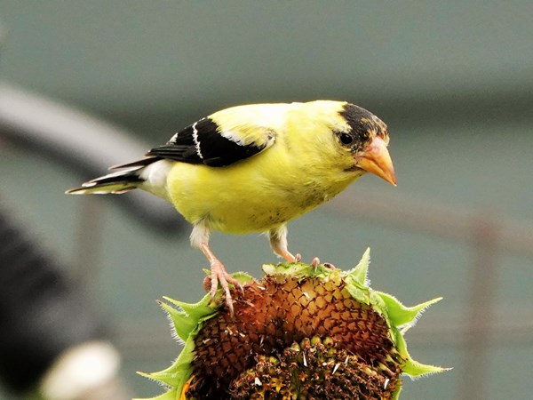 Bird-photos-USA-2022-American-goldfinch-02