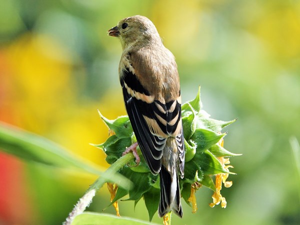 Bird-photos-USA-2022-American-goldfinch-03