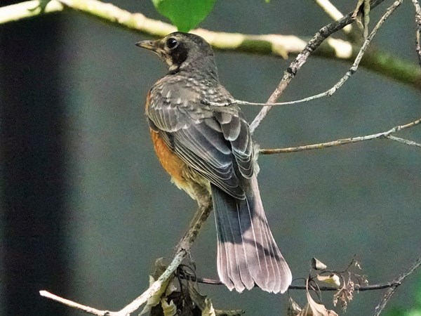 Bird-photos-USA-2022-American-robin-01