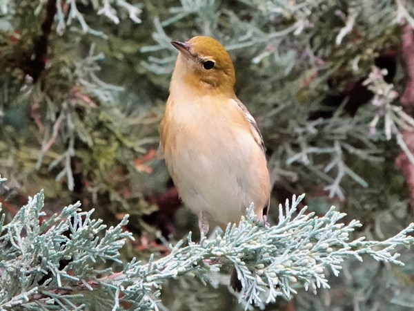 Bird-photos-USA-2022-Bay-breasted-warbler-01