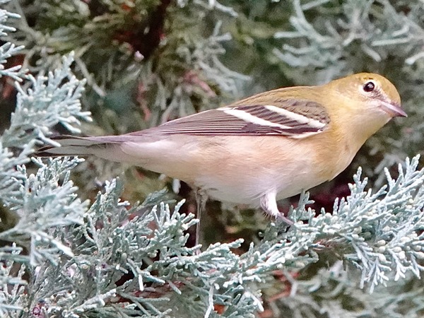 Bird-photos-USA-2022-Bay-breasted-warbler-02