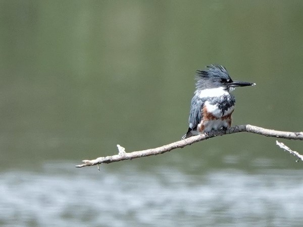 Bird-photos-USA-2022-Belted-kingfisher-01