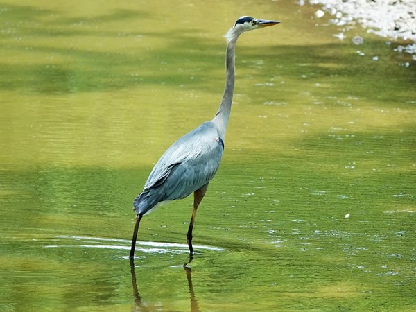 Bird-photos-USA-2022-Blue-heron-01