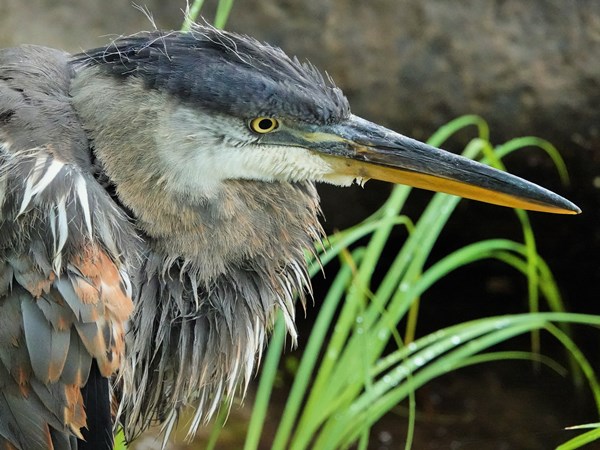 Bird-photos-USA-2022-Blue-heron-02