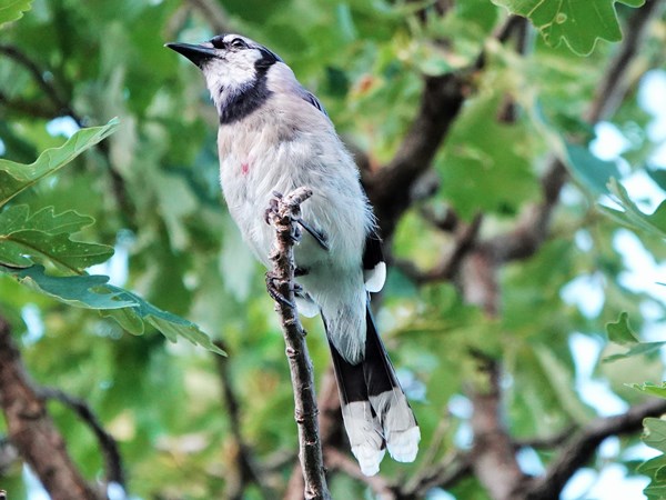 Bird-photos-USA-2022-Blue-jay-02