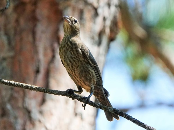 Bird-photos-USA-2022-Brown-headed-cowbird-01