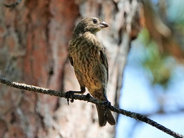 Bird-photos-USA-2022-Brown-headed-cowbird-02