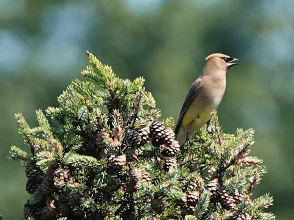 Bird-photos-USA-2022-Cedar-waxwing-01