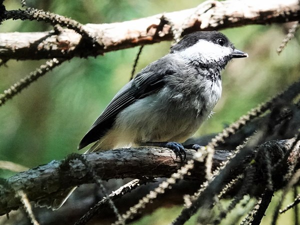 Bird-photos-USA-2022-Chickadee-01