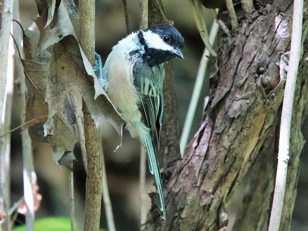 Bird-photos-USA-2022-Chickadee-02