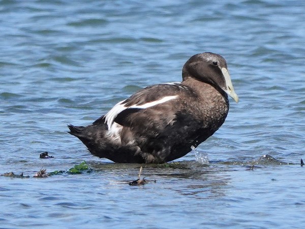 Bird-photos-USA-2022-Common-eider-02