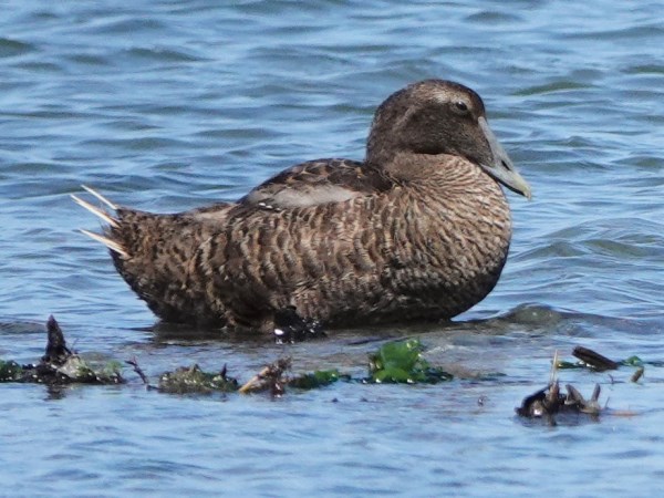 Bird-photos-USA-2022-Common-eider-03