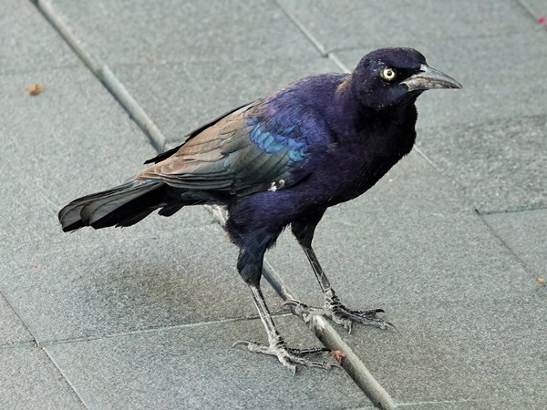 Bird-photos-USA-2022-Common-grackle-02