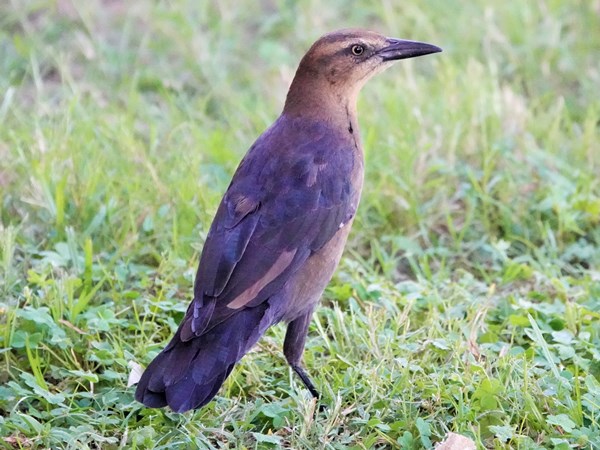 Bird-photos-USA-2022-Common-grackle-03