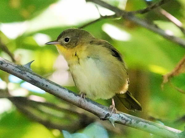 Bird-photos-USA-2022-Common-yellowthroat-01