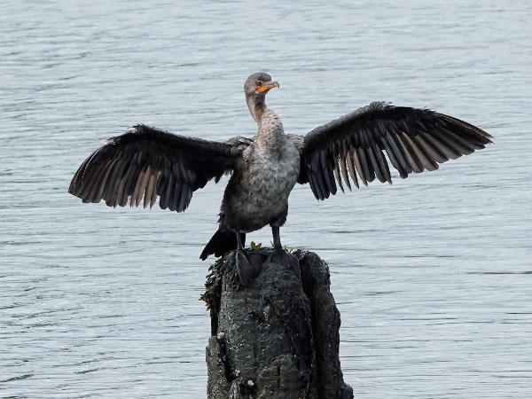Bird-photos-USA-2022-Double-crested-cormorant-01