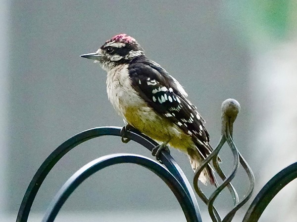 Bird-photos-USA-2022-Downy-woodpecker-03