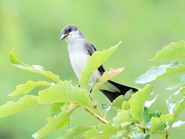 Bird-photos-USA-2022-Eastern-kingbird-01