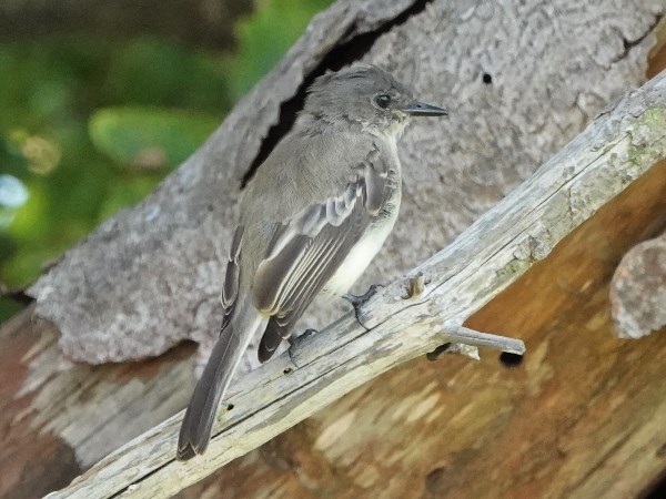 Bird-photos-USA-2022-Eastern-phoebe-01