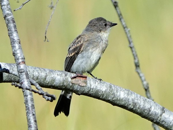 Bird-photos-USA-2022-Eastern-phoebe-02