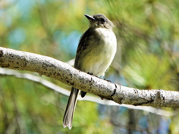 Bird-photos-USA-2022-Eastern-phoebe-03