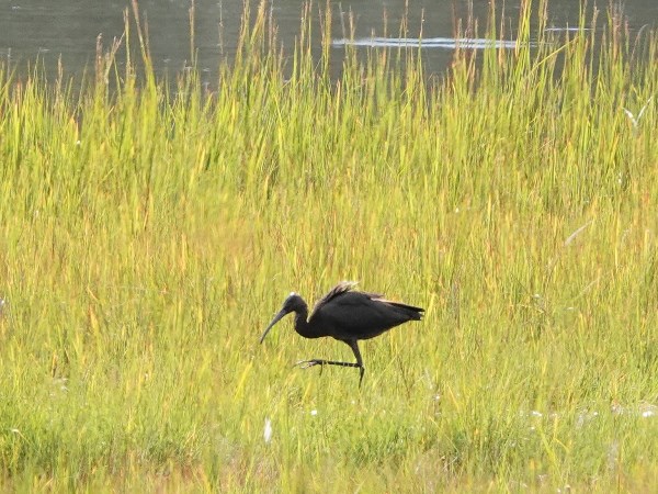 Bird-photos-USA-2022-Glossy-ibis-01