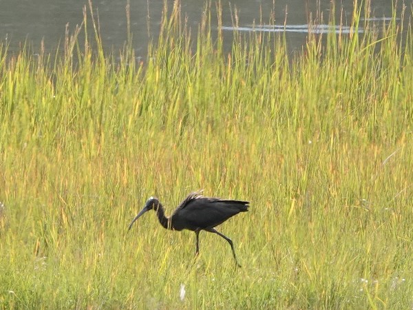 Bird-photos-USA-2022-Glossy-ibis-02