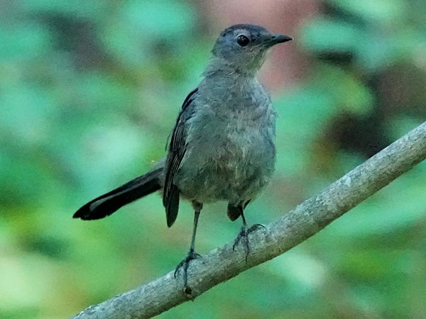 Bird-photos-USA-2022-Gray-catbird-03