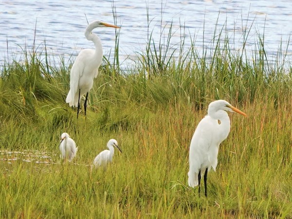 Bird-photos-USA-2022-Great-egret-01