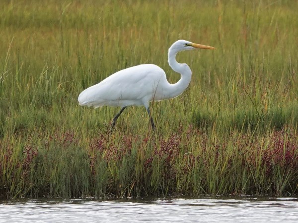 Bird-photos-USA-2022-Great-egret-02