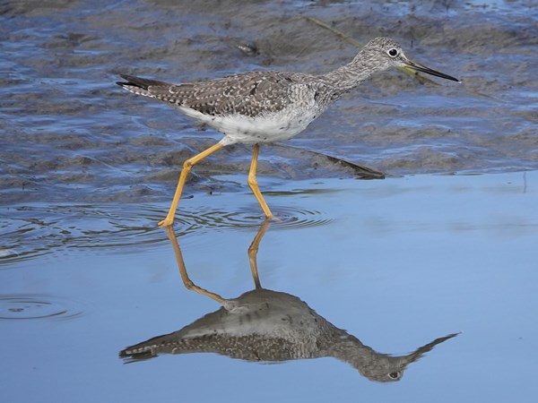 Bird-photos-USA-2022-Greater-yellowlegs-01