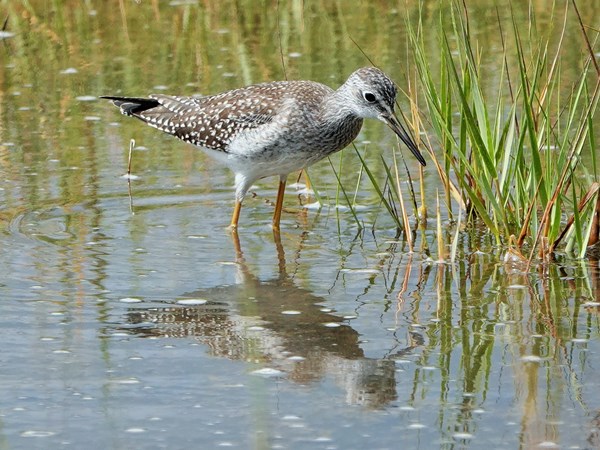 Bird-photos-USA-2022-Greater-yellowlegs-02