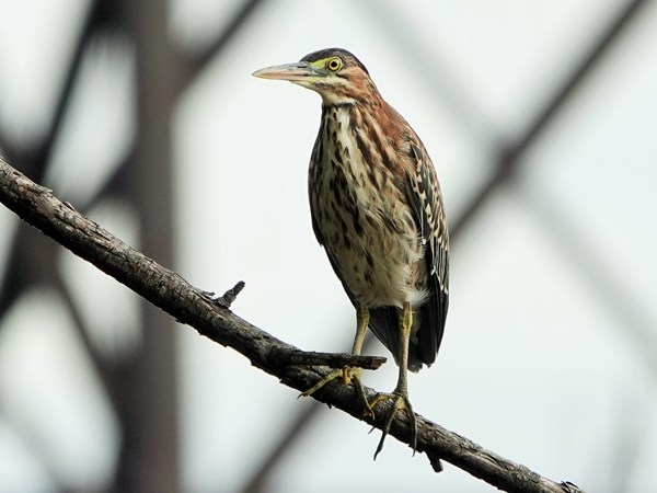 Bird-photos-USA-2022-Green-heron-01