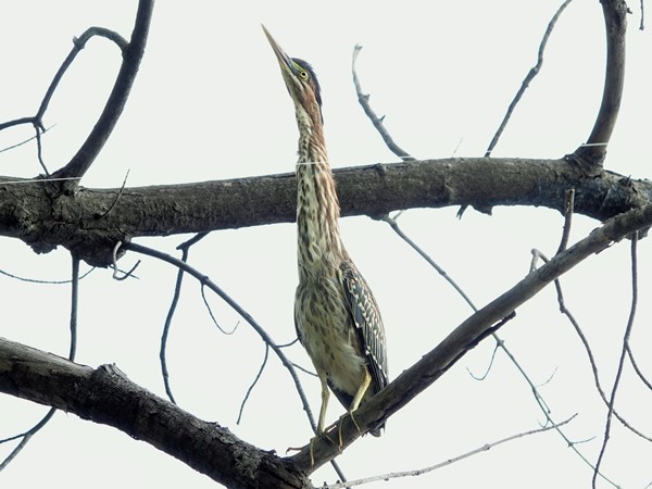 Bird-photos-USA-2022-Green-heron-02