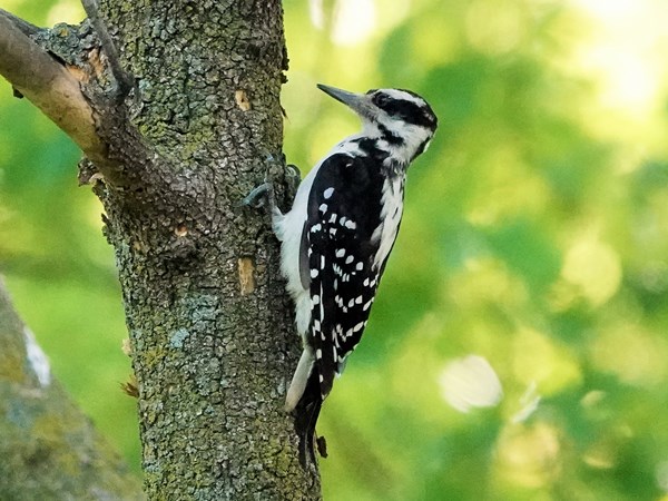 Bird-photos-USA-2022-Hairy-woodpecker-01